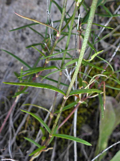 Opposite leaves