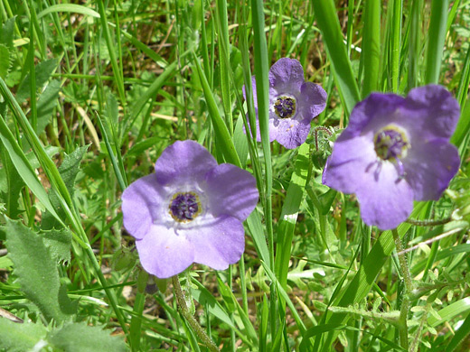 Fiesta Flower; Three flowers of pholistoma auritum (fiesta flower), along the trail to Gaviota Peak in Gaviota State Park