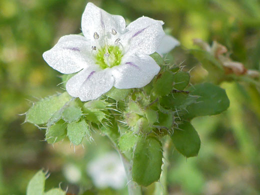 Green-centered while flower
