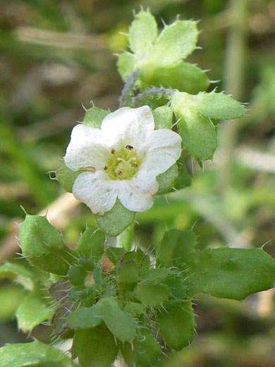 Flower and spiny leaves