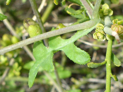 Pinnatifid leaf