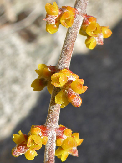 Desert Mistletoe; Phoradendron californicum (desert mistletoe), Lost Palms Oasis Trail, Joshua Tree National Park, California