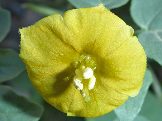 Yellow Nightshade Groundcherry; Physalis crassifolia (yellow nightshade groundcherry), Arrow Canyon, Nevada