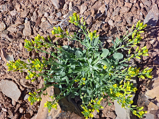 Sharpleaf Twinpod; Yellow flower clusters of physaria acutifolia (sharpleaf twinpod), the Needles, Canyonlands National Park, Utah