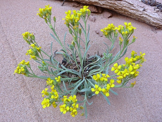 Arizona Bladderpod; Yellow flowers with four petals - physaria arizonica in Tanner Wash, Arizona