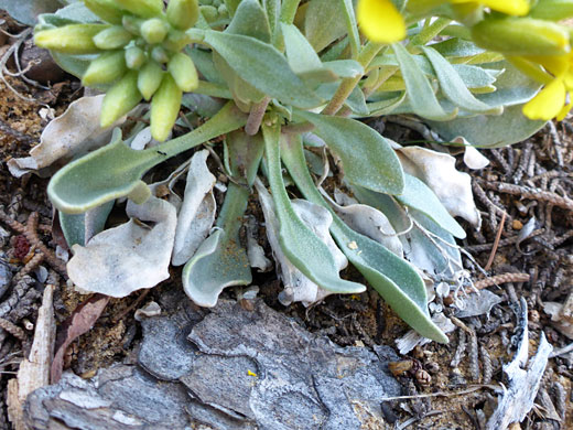 Greyish leaves