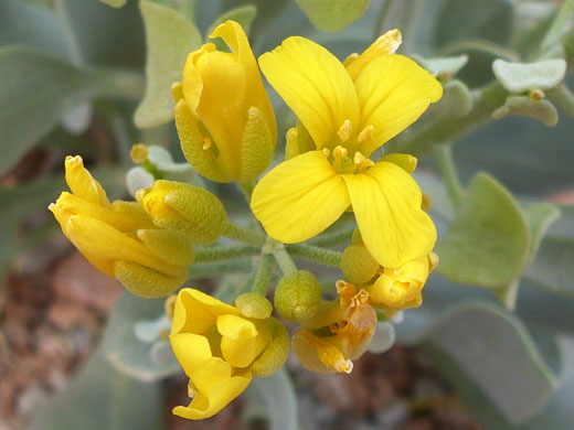 Bright yellow flowers