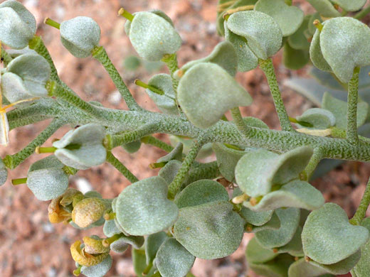 Stem with star-like hairs