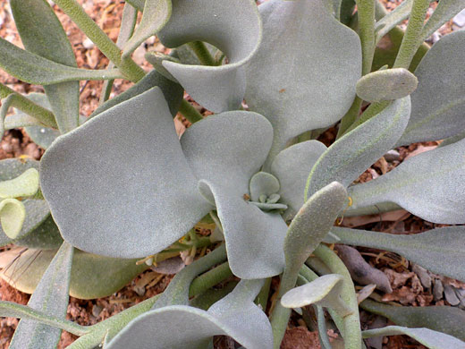 Basal leaves