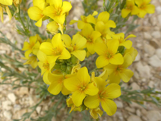 Cluster of flowers