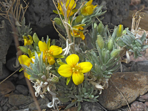 Buds and flowers