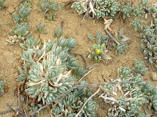 Cluster of plants