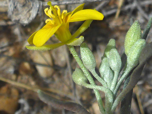 Single flower