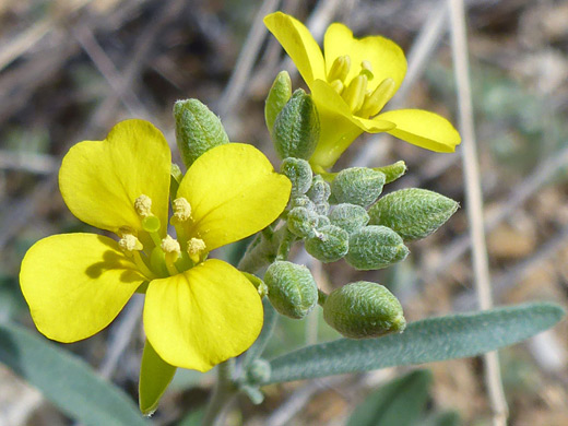 Gordons Bladderpod; Buds and flowers of physaria gordonii, Hope Camp Trail, Saguaro National Park, Arizona