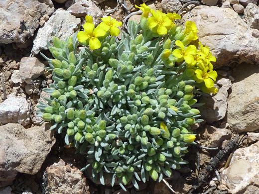 Newberry Twinpod; Physaria newberryi, a species with small yellow flowers and small leaves; near Comanche Point, Grand Canyon National Park, Arizona