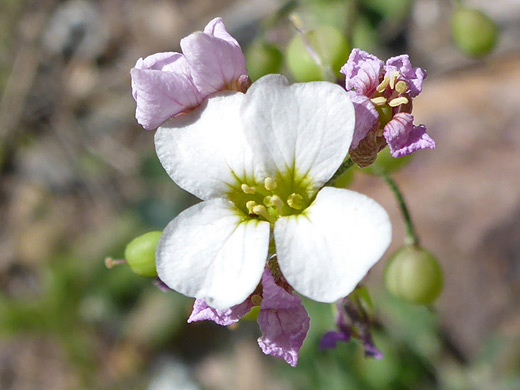 White Bladderpod; White flower, and pink withered flowers - physaria purpurea in Aravaipa Canyon, Arizona