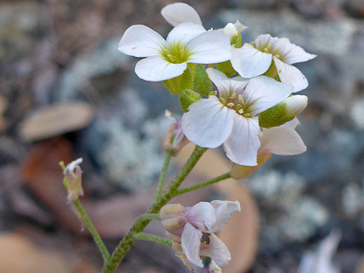 Group of flowers