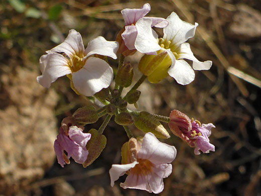 Pinkish-white flowers