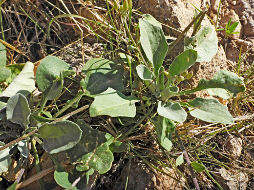 Leaves