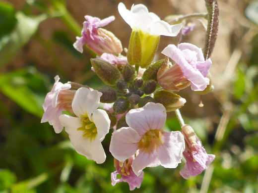 Buds and flowers