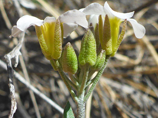 Calyces and corollas