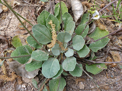 Leaves and stems