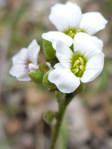 Pale yellow stamens