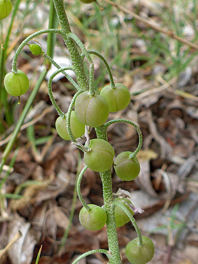 Spherical green fruit