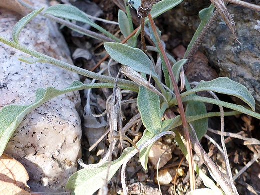 Basal leaves