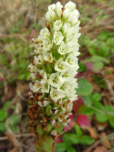 Elegant Rein Orchid; Piperia elegans ssp elegans, Sisters Rocks State Park, Oregon