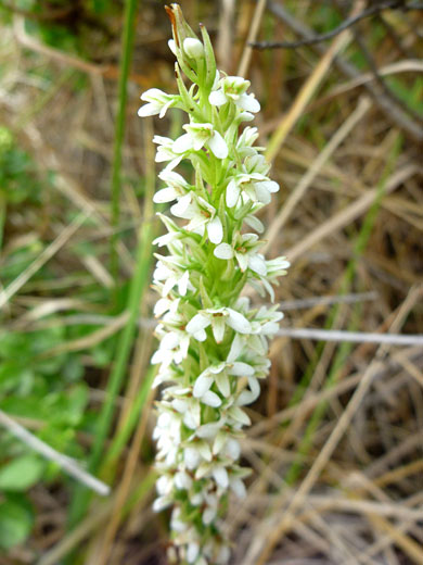 Elegant Rein Orchid