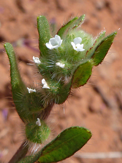 Arizona popcorn flower; Tiny white flowers of plagiobothrys arizonicus, Woods Canyon Trail, Sedona, Arizona