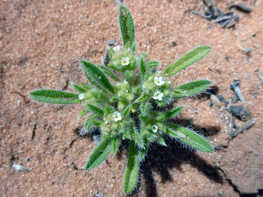 Harsh Popcorn-Flower; Tiny white flowers and hairy green leaves - plagiobothrys hispidulus near Fall Creek, Navajo Reservation, Arizona