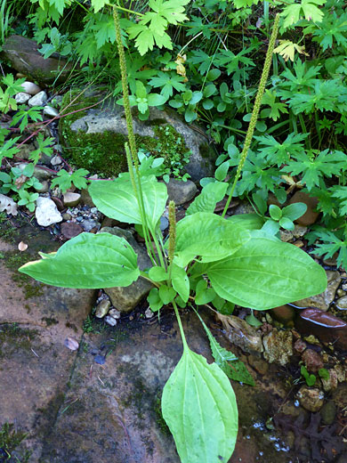 Common Plantain; Common plantain (plantago major), West Fork of Oak Creek, Sedona, Arizona