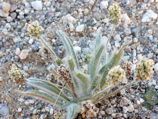 Desert Plantain; Clustered flowers and hairy leaves; plantago ovata, Bristol Mountains, Mojave Trails National Monument, California