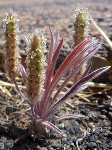 Woolly Plantain; Plantago patagonica, woolly plantain, Petrified Forest, Arizona