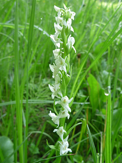 Small white flowers