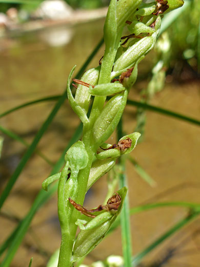 Few-Flowered Bog Orchid; Few-flowered bog orchid (platanthera sparsiflora), West Fork of Oak Creek, Sedona, Arizona