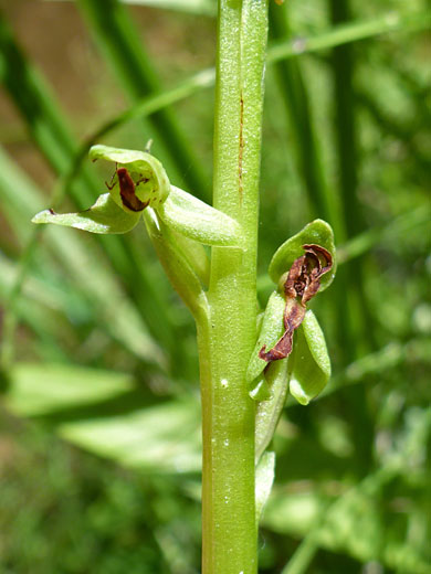 Few-Flowered Bog Orchid