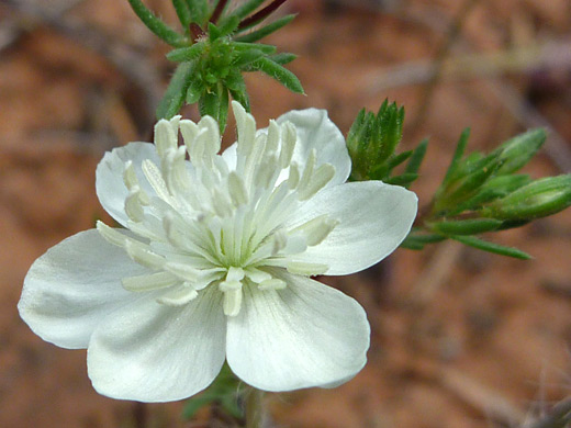 Creamcups; White flower of platystemon californicus, along the Long Canyon Trail, Sedona, Arizona