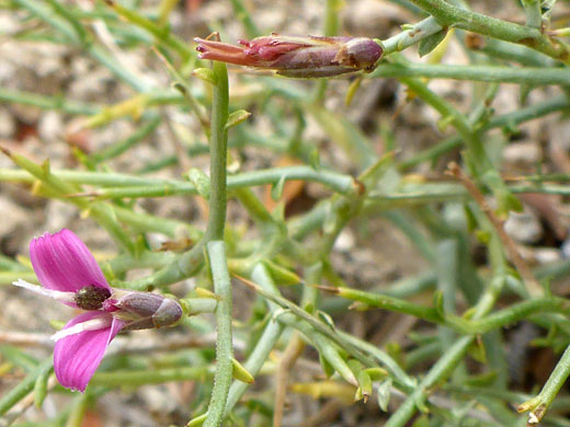 Thorny Skeletonweed