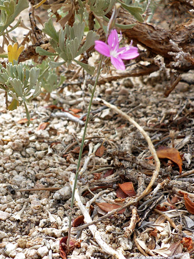 Slender stem