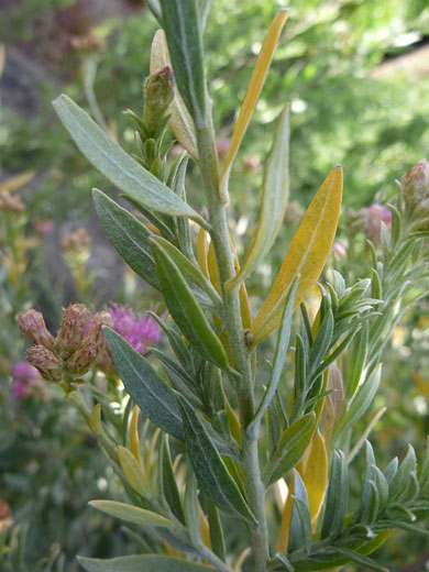 Lanceolate leaves