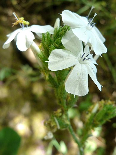 Wild Leadwort; Flowers and bracts of plumbago zeylanica, at the Desert Botanical Garden, Phoenix, Arizona