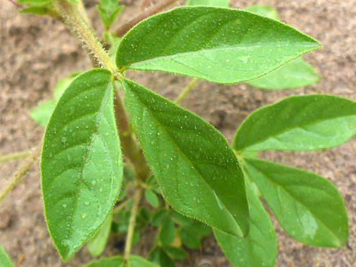 Trifoliate leaf