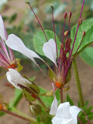 Purple stamens