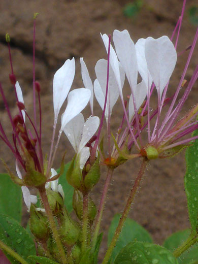 Group of flowers