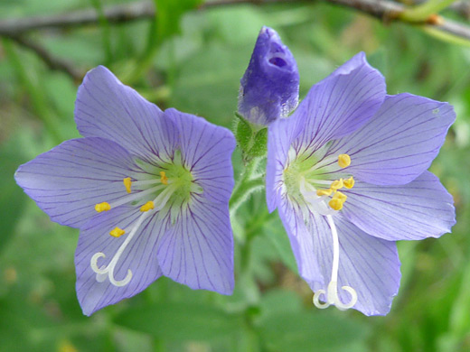 Towering Jacob's Ladder; Polemonium foliosissimum along the Mosca Pass Trail, Great Sand Dunes National Park, Colorado