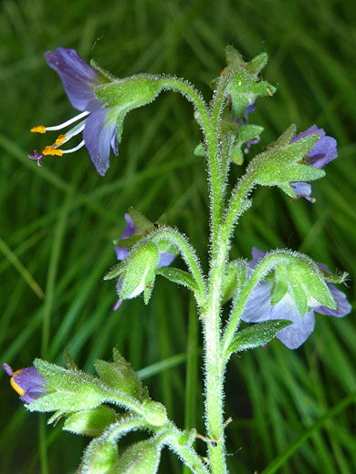 Western Jacob's Ladder; Western jacob's ladder (polemonium occidentale), Cottonwood Lakes Trail, Sierra Nevada, California