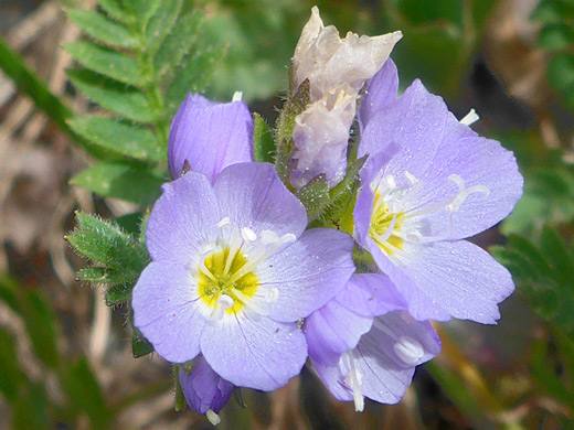 Showy Jacob's Ladder; Polemonium pulcherrimum ssp delicatum, San Juan Mountains, Colorado